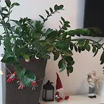 Triventi Rajski * Karpacz
