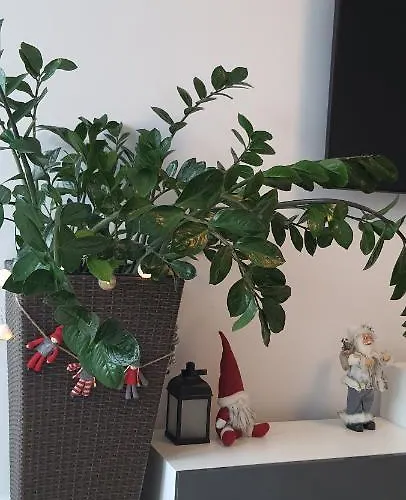 Triventi Rajski * Karpacz