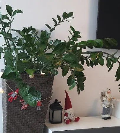Triventi Rajski * Karpacz